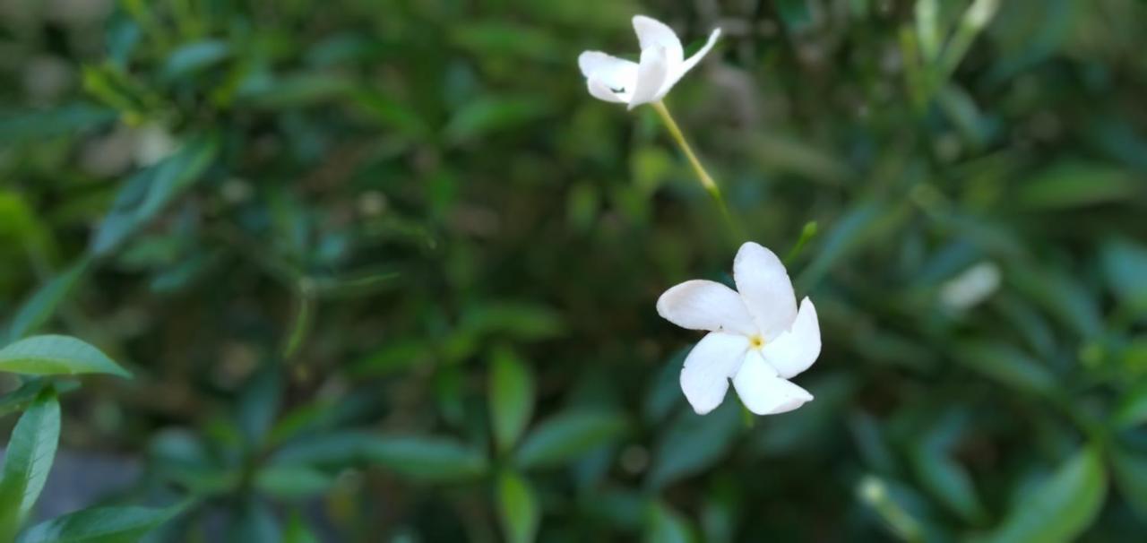 Resident Villa ウナワトゥナ エクステリア 写真